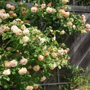 Intenzív illatú rózsa - Buff Beauty